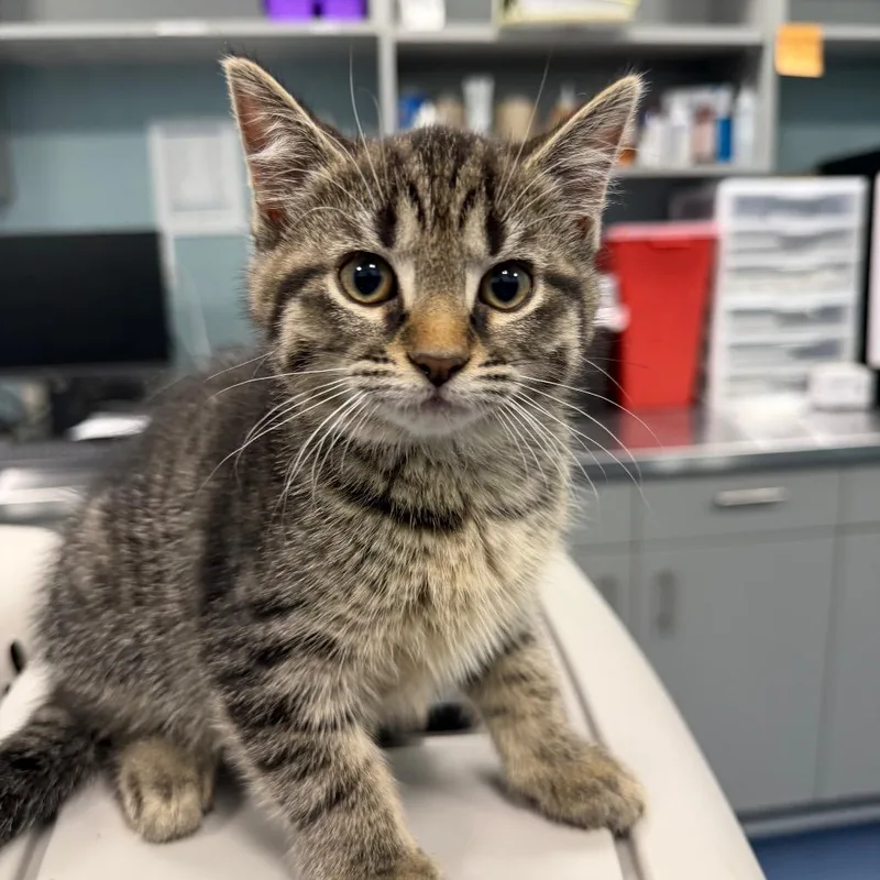 A baby small-sized female Brown / Chocolate Domestic Short Hair cat named Franc for adoption in Greensboro, NC