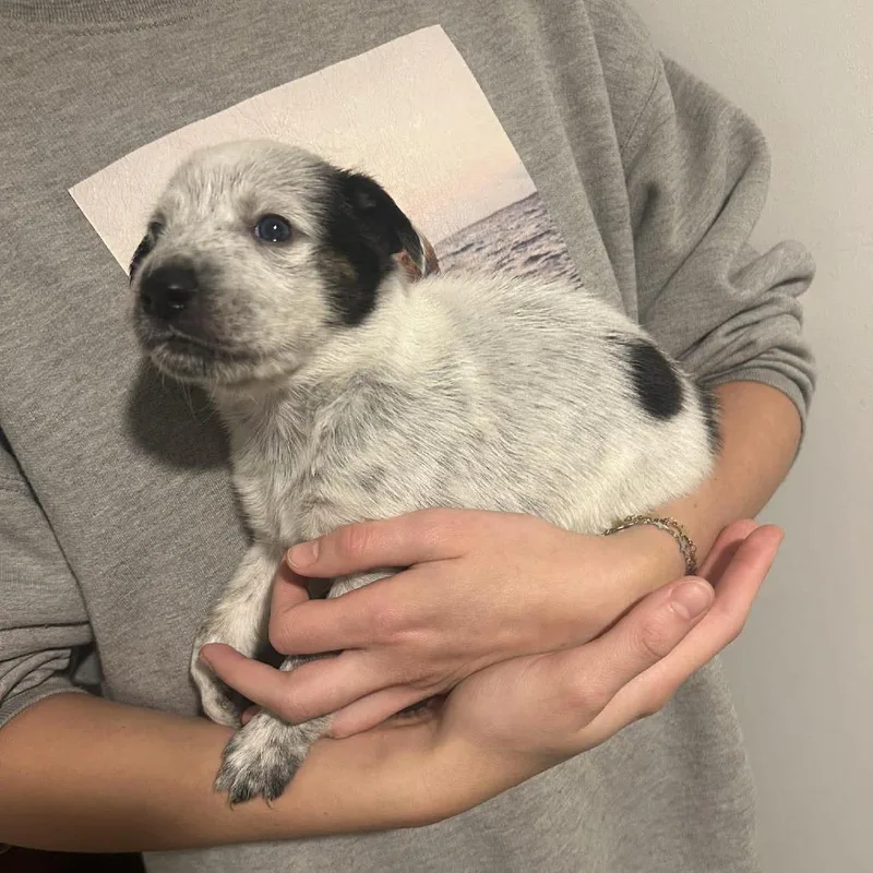 A baby small-sized female White / Cream Australian Cattle Dog / Blue Heeler dog named Daphne for adoption in Austin, TX