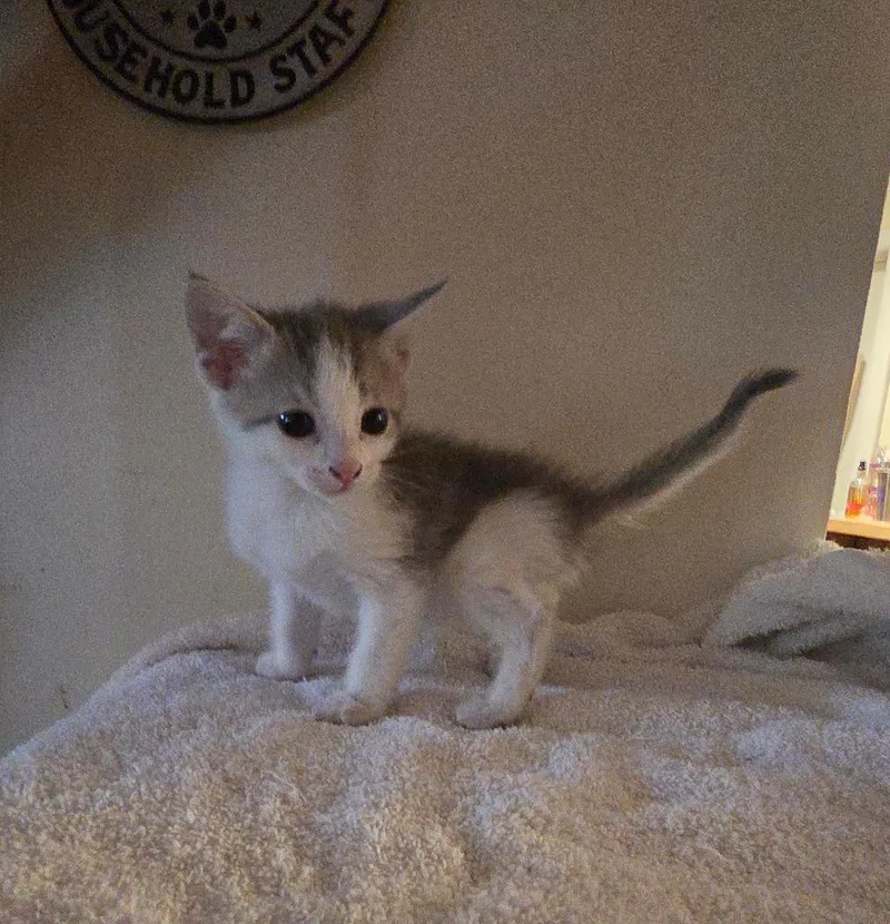 A baby medium-sized male Domestic Short Hair cat named Ink for adoption in Parkville, MD