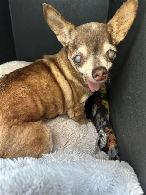 A senior small-sized male Chihuahua dog named Caleb for adoption in Baldwin Park, CA