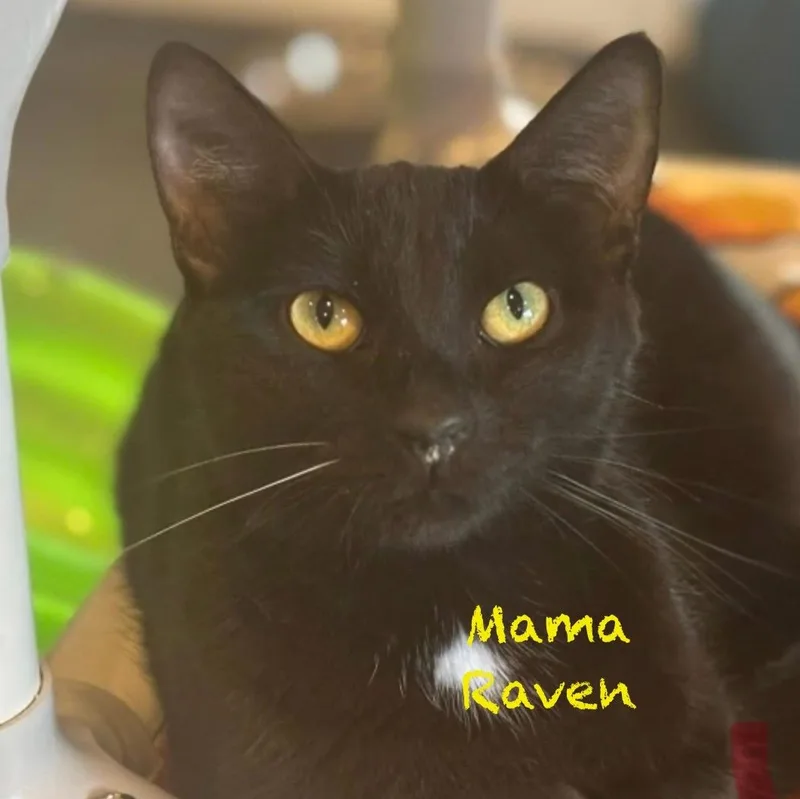 Mama Raven