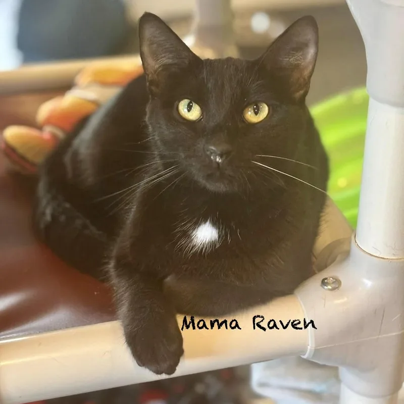 Mama Raven thumbnail 4