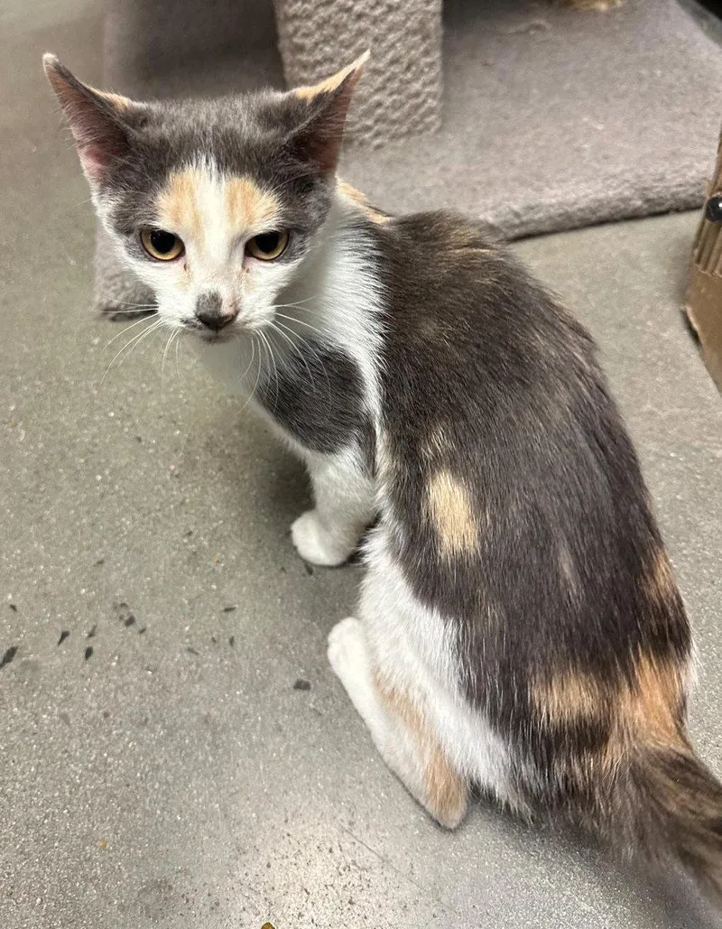 A young medium-sized female Dilute Calico cat named Penelope for adoption in Spring Lake, NJ