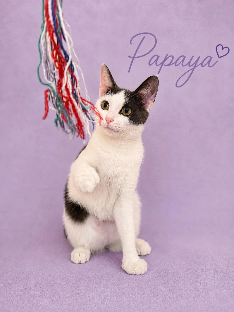 Papayajenkintown Ps