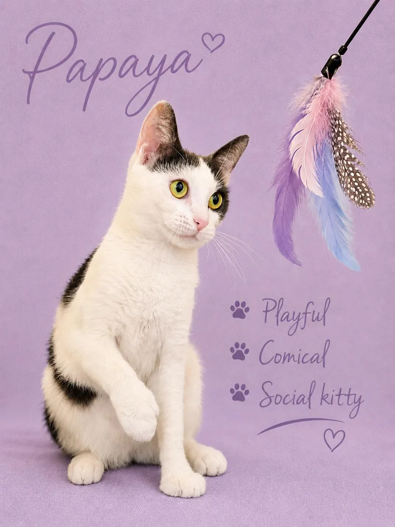 Papayajenkintown Ps thumbnail 2