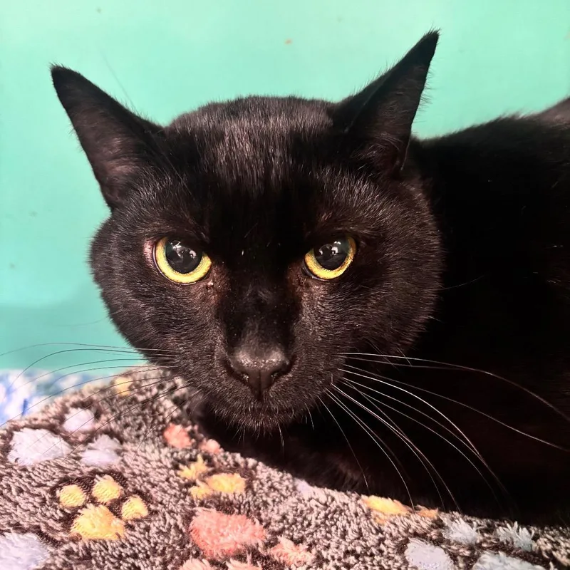 An adult small-sized male Black Domestic Short Hair cat named Slim Jim C for adoption in Napoleon, OH