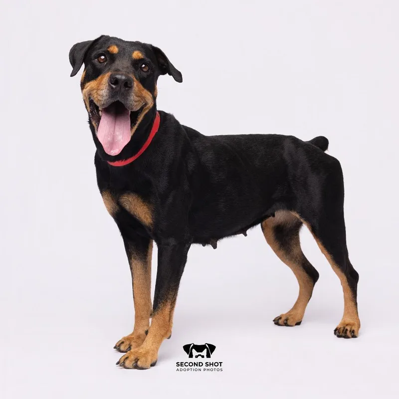 An adult medium-sized female Black Rottweiler dog named Eblaze for adoption in Tampa, FL