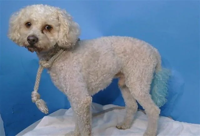 An adult small-sized male Poodle dog named Cloud for adoption in Gardena, CA