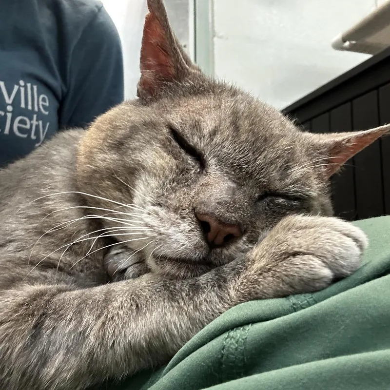 An adult medium-sized male Gray / Blue / Silver Domestic Short Hair cat named Bobo for adoption in Asheville, NC