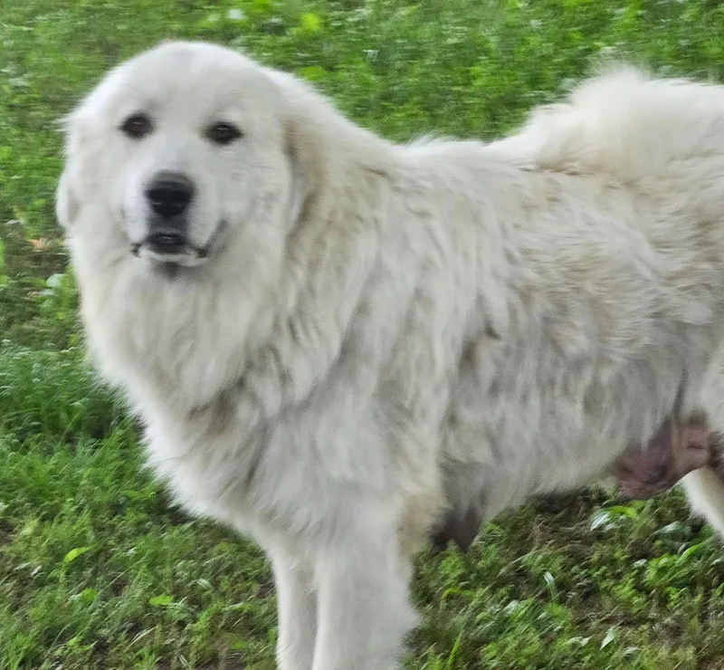 An adult large-sized female Great Pyrenees dog named Lady Anne for adoption in Franklin, TN