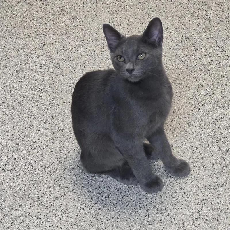 A baby small-sized male Gray & White Domestic Short Hair cat named Stitch for adoption in Carthage, NC