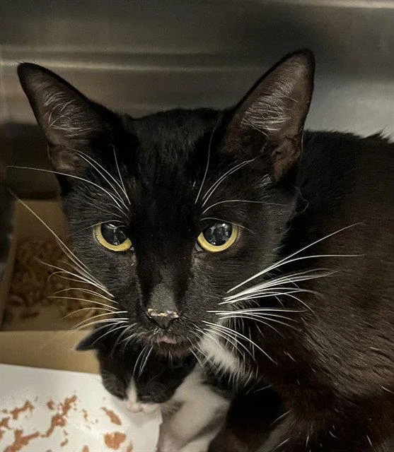 An adult medium-sized female Black & White / Tuxedo Domestic Short Hair cat named Shoreline for adoption in Tavares, FL