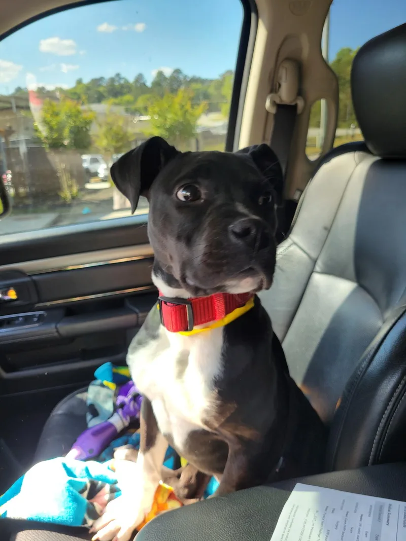 A baby medium-sized female Pit Bull Terrier dog named Ruby for adoption in Winder, GA