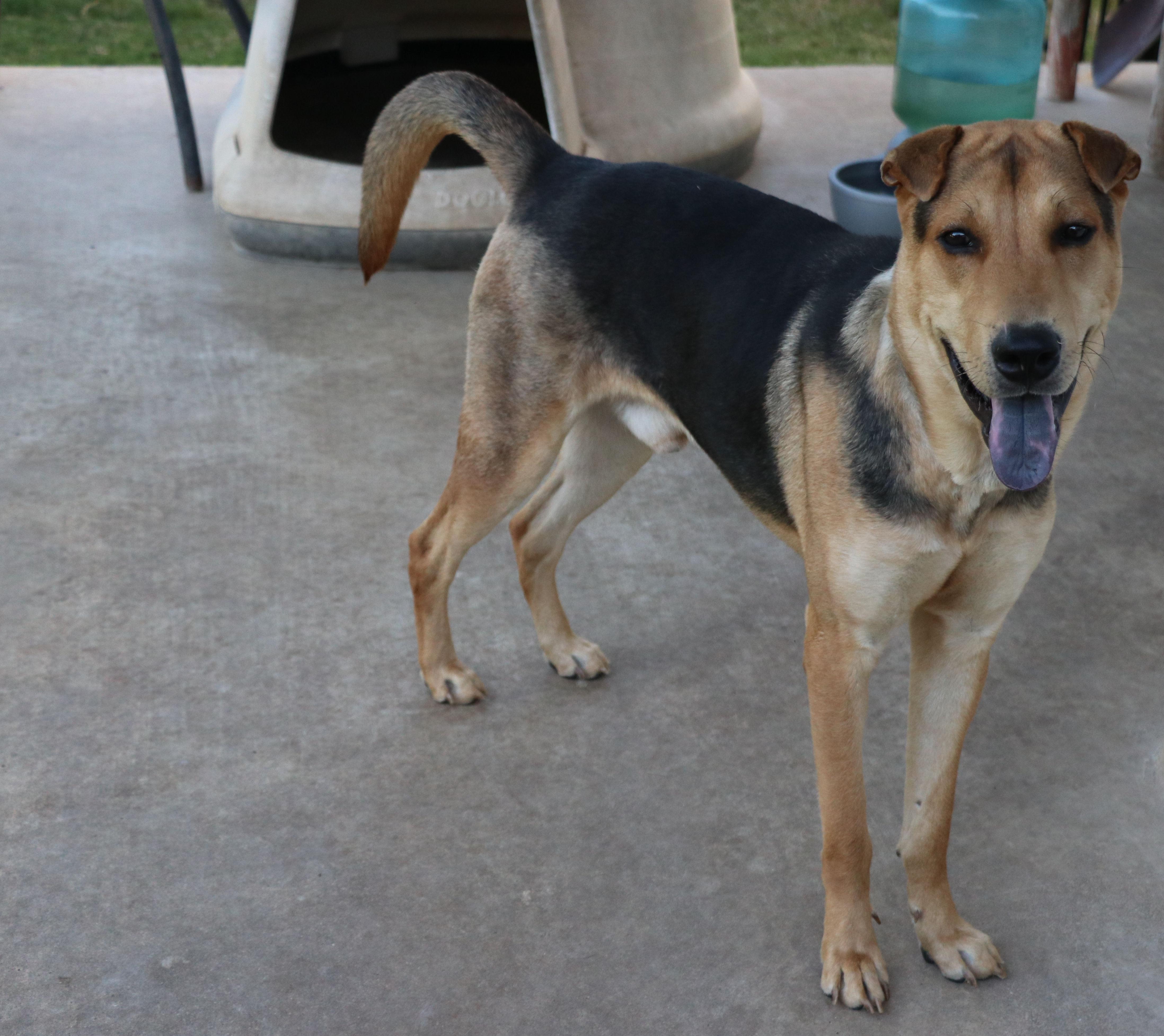 A young large-sized male Shepherd dog named Butters for adoption in Pflugerville, TX