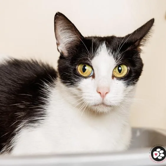 An adult medium-sized female Black Domestic Short Hair cat named Lucy Liu for adoption in Hinsdale, IL