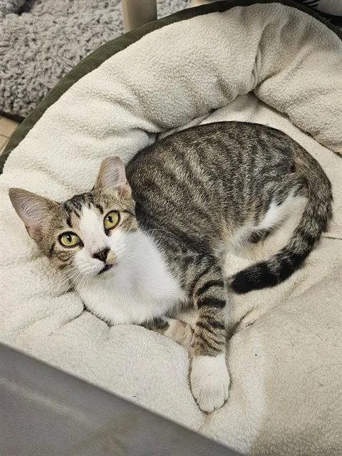 A young medium-sized male Brown / Chocolate Domestic Short Hair cat named Elbert for adoption in Clyde, NC