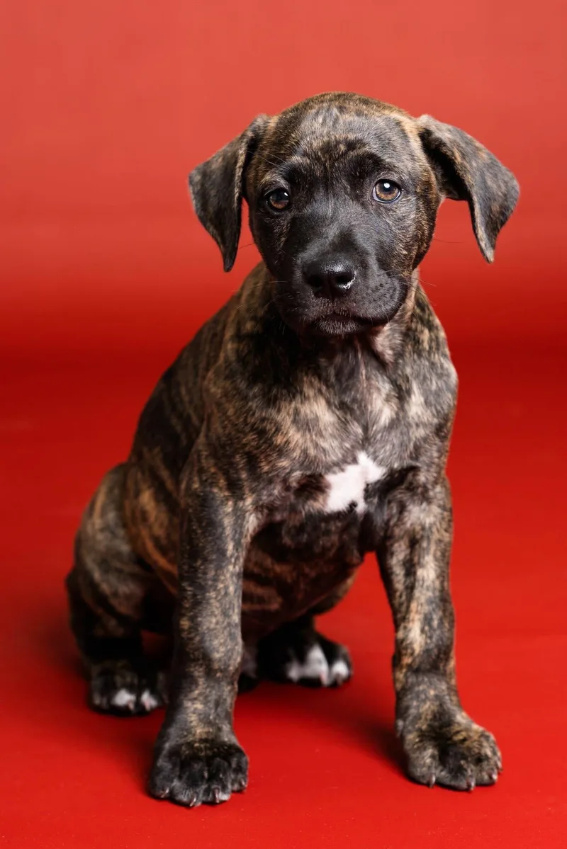 A baby large-sized male Brindle Mixed Breed dog named Dublin for adoption in Toledo, OH