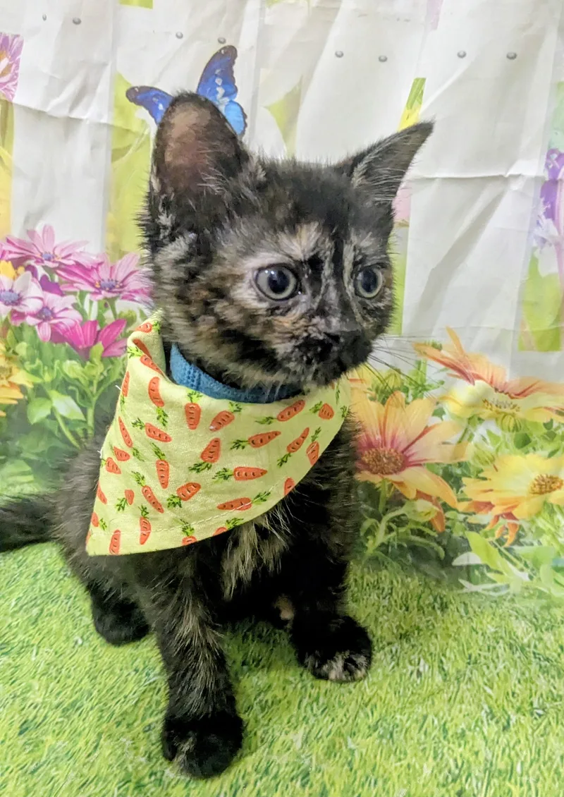 A baby medium-sized female Domestic Short Hair cat named Carrot for adoption in Chesapeake Beach, MD