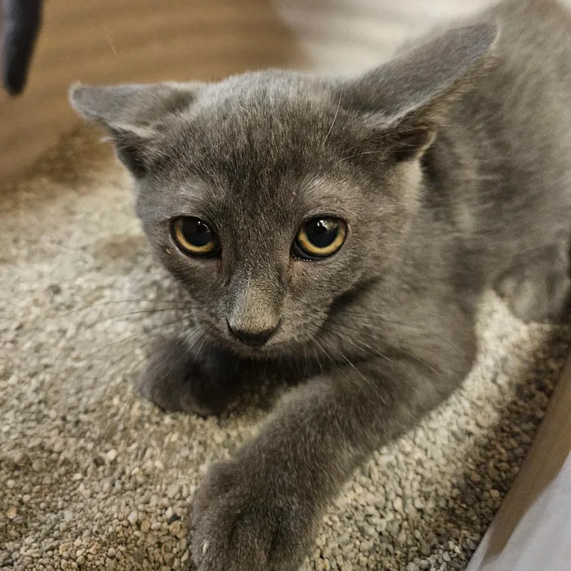 A baby small-sized male Gray / Blue / Silver Domestic Short Hair cat named Pecan for adoption in Grantsville, UT