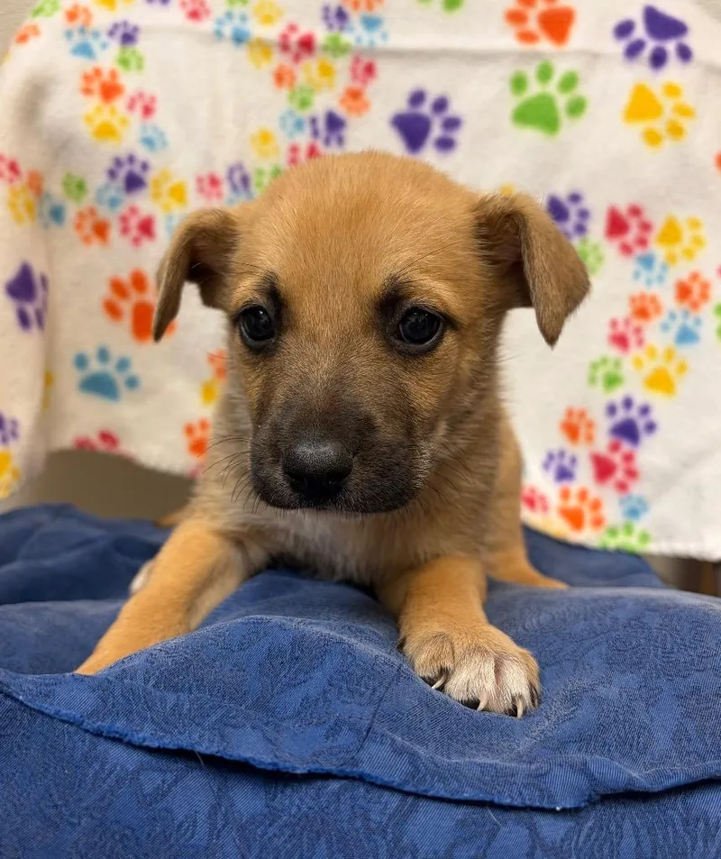 A baby medium-sized male Shepherd dog named Kongo for adoption in Clinton, SC