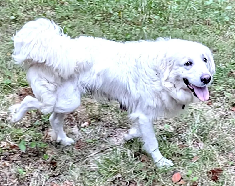 A young large-sized female Great Pyrenees dog named Molly Mermaid for adoption in Andover, MA