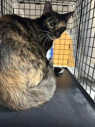An adult small-sized female Domestic Short Hair cat named Cortana for adoption in Largo, FL