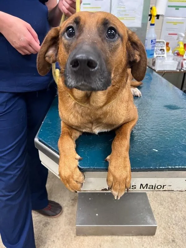 An adult medium-sized female Brown / Chocolate Mixed Breed dog named Sprinkle for adoption in Mobile, AL