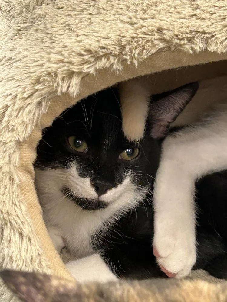 A baby small-sized male Black & White / Tuxedo Domestic Short Hair cat named Lollipop for adoption in Orlando, FL