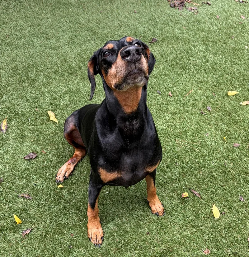 An adult large-sized male Doberman Pinscher dog named Bennie for adoption in Atlanta, GA