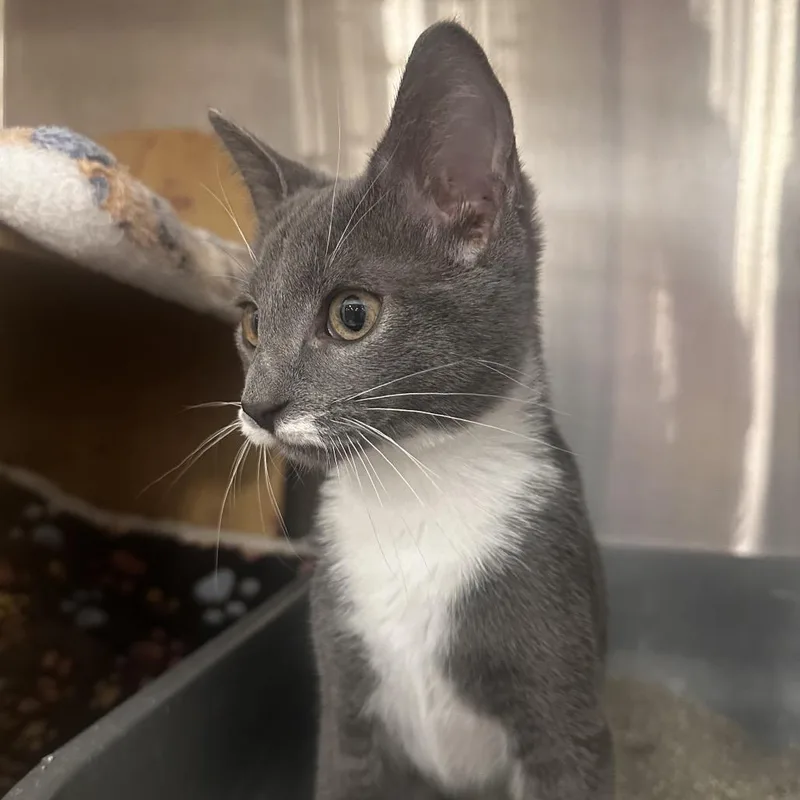 A baby small-sized female Gray / Blue / Silver Domestic Short Hair cat named Sea Lion for adoption in Dearborn, MI