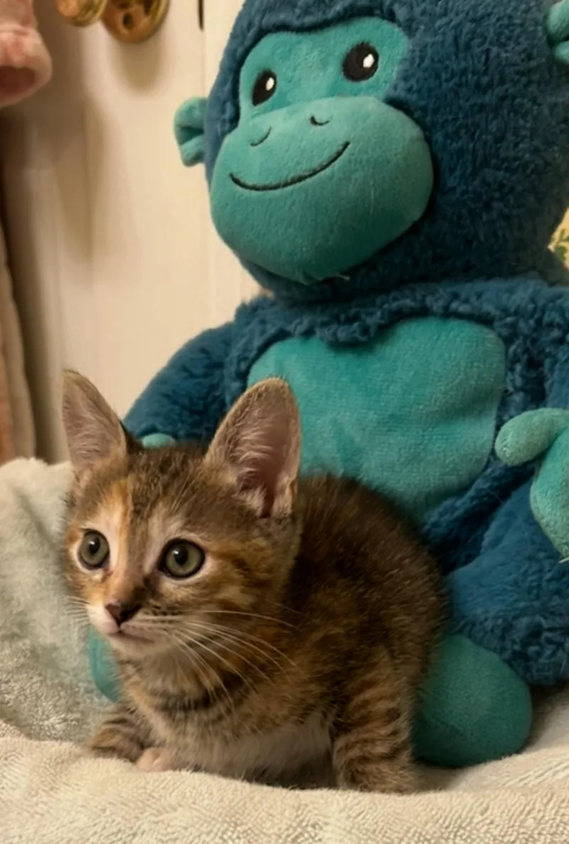 A baby small-sized female Tabby cat named Mindi C Ingram for adoption in Saunderstown, RI