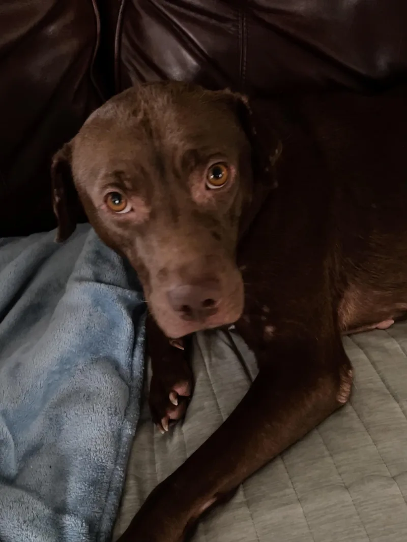 An adult medium-sized female Brown / Chocolate Labrador Retriever dog named Ruby for adoption in Mount Juliet, TN