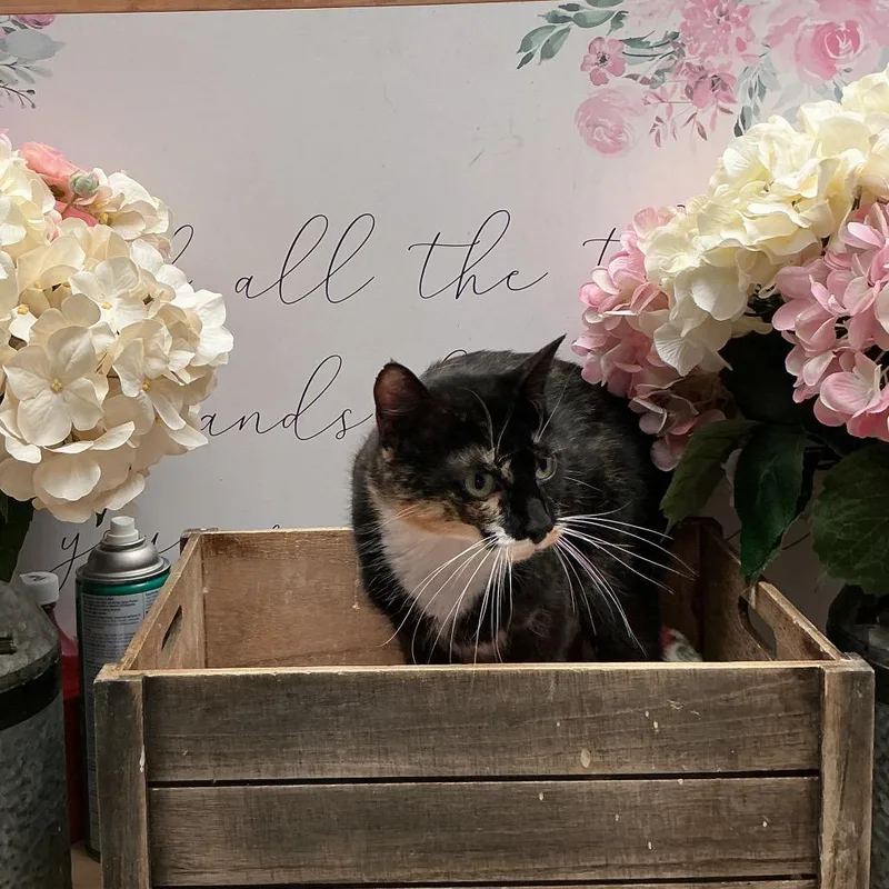 An adult medium-sized female Calico American Shorthair cat named Trix for adoption in Newberg, OR