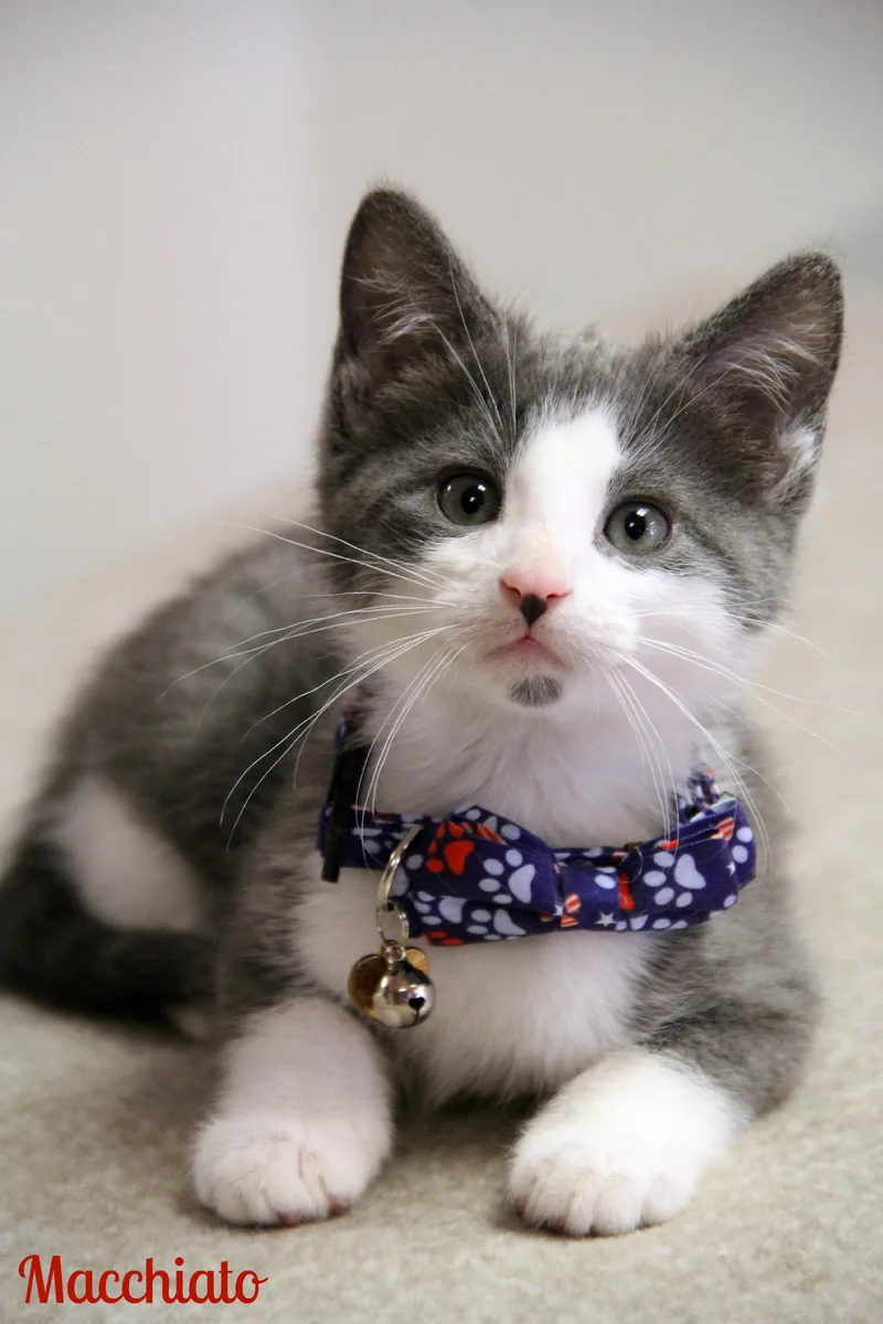 A baby medium-sized male Gray & White Domestic Short Hair cat named Macchiato for adoption in Vinton, IA