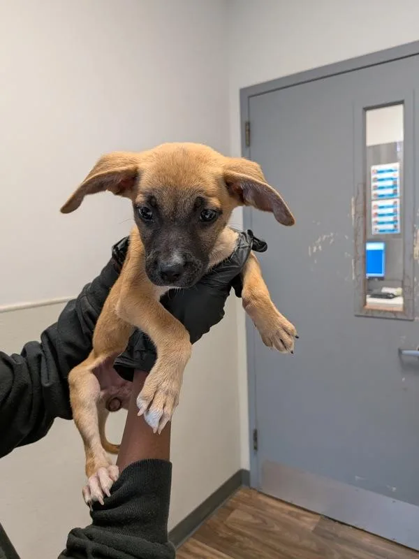 A baby small-sized female Shepherd dog named Birdo for adoption in Escondido, CA