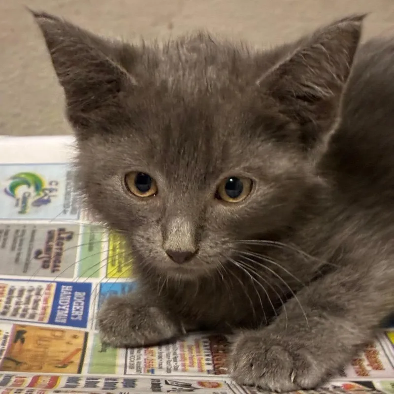 A baby small-sized male Gray / Blue / Silver Domestic Short Hair cat named Jolie for adoption in Yuma, AZ