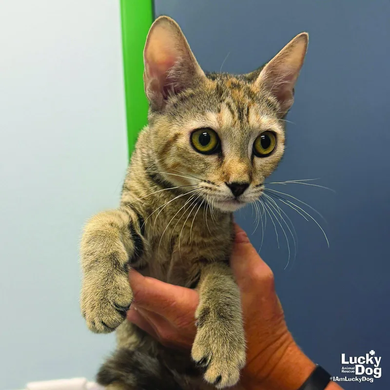 A baby medium-sized female Domestic Short Hair cat named Rylan for adoption in Washington, DC