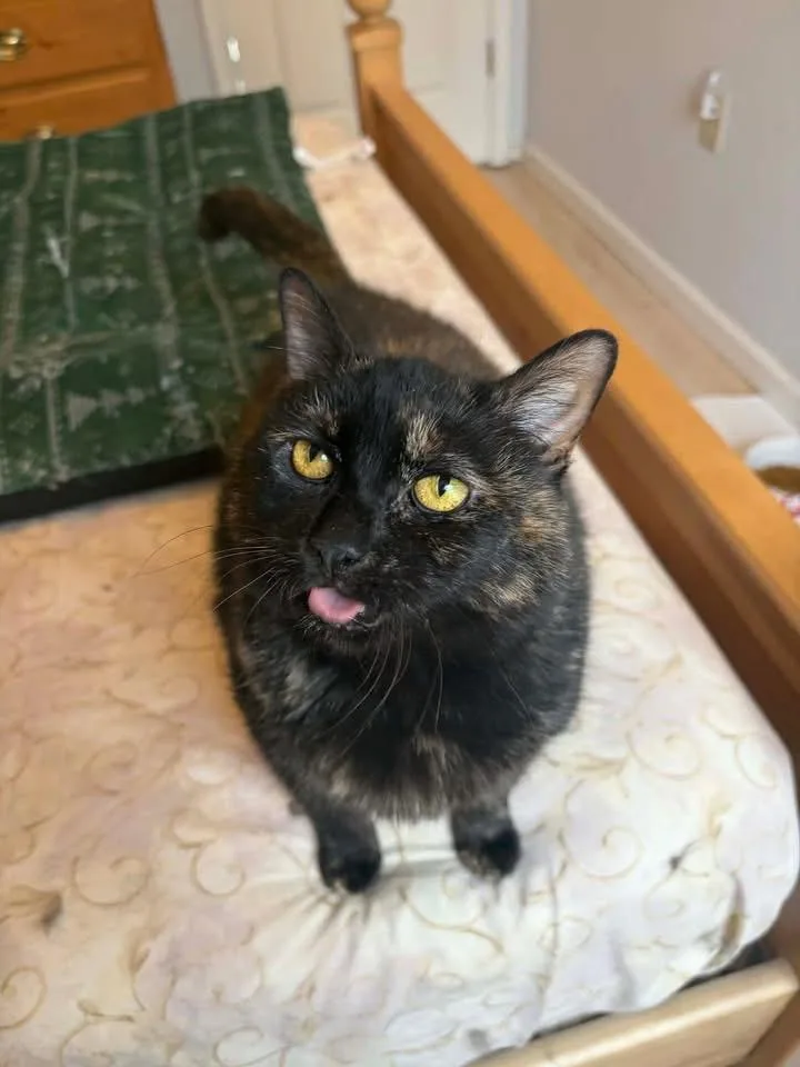 Cinnamon Felv+ thumbnail 2