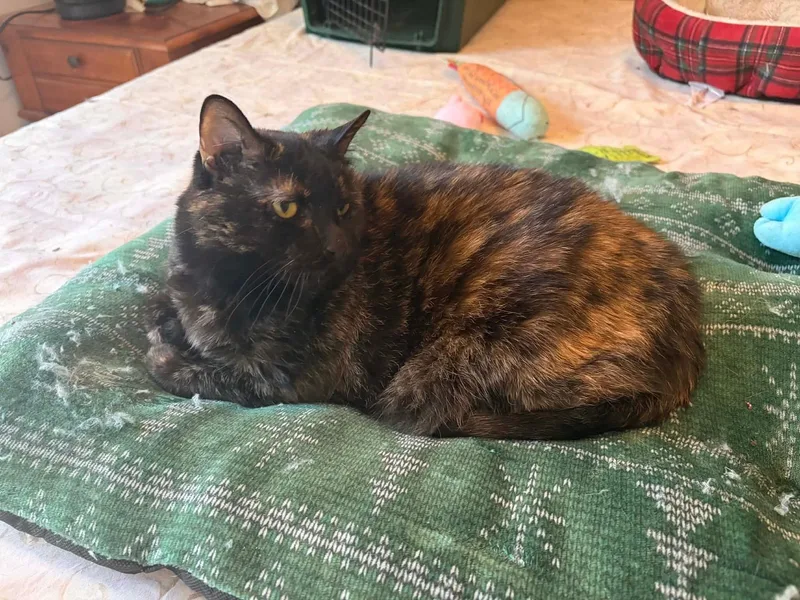 Cinnamon Felv+ thumbnail 3