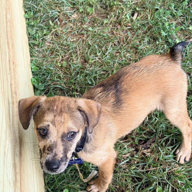 A baby small-sized female Merle (Red) Terrier dog named Shell for adoption in Columbia, MD