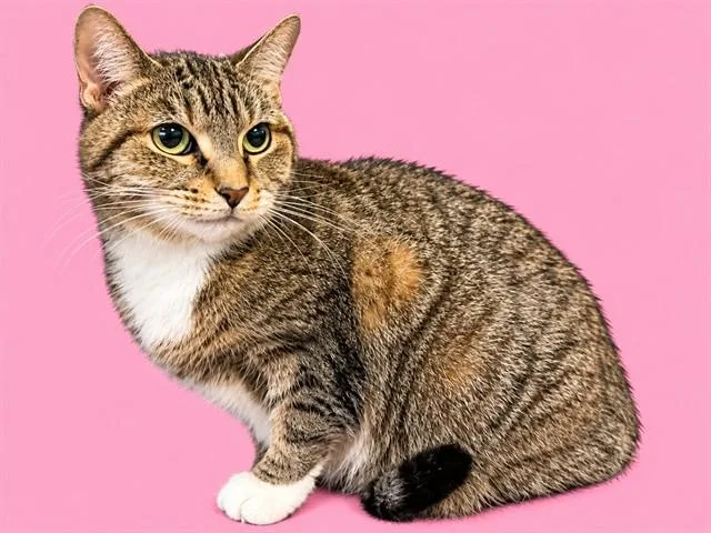 A senior small-sized female Domestic Short Hair cat named Lily for adoption in Miami, FL
