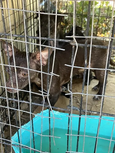 An adult small-sized female Mixed Breed dog named Scar for adoption in Dallas, TX