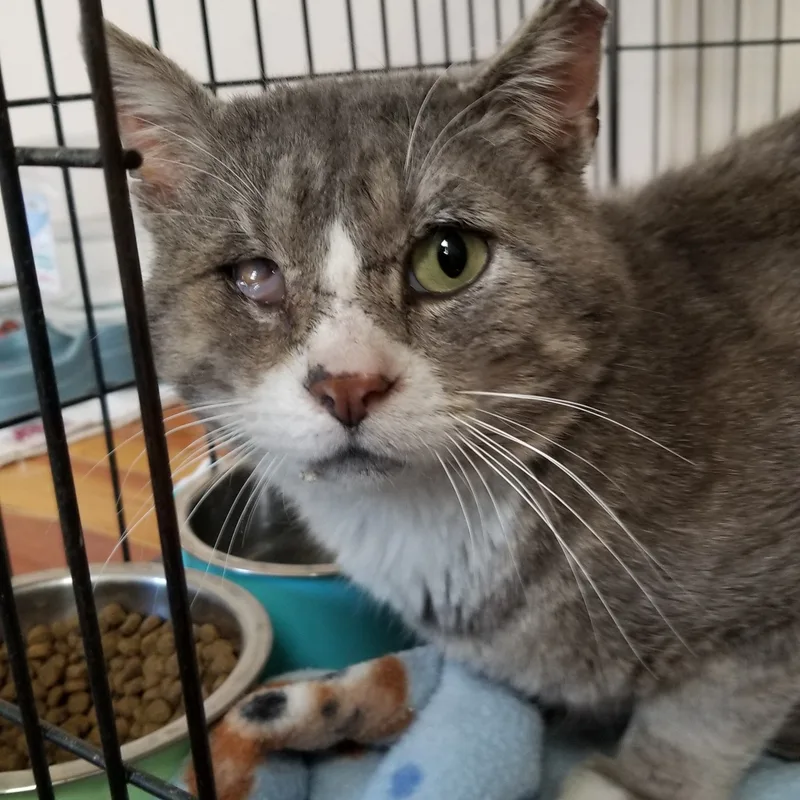 Bojangles thumbnail 2