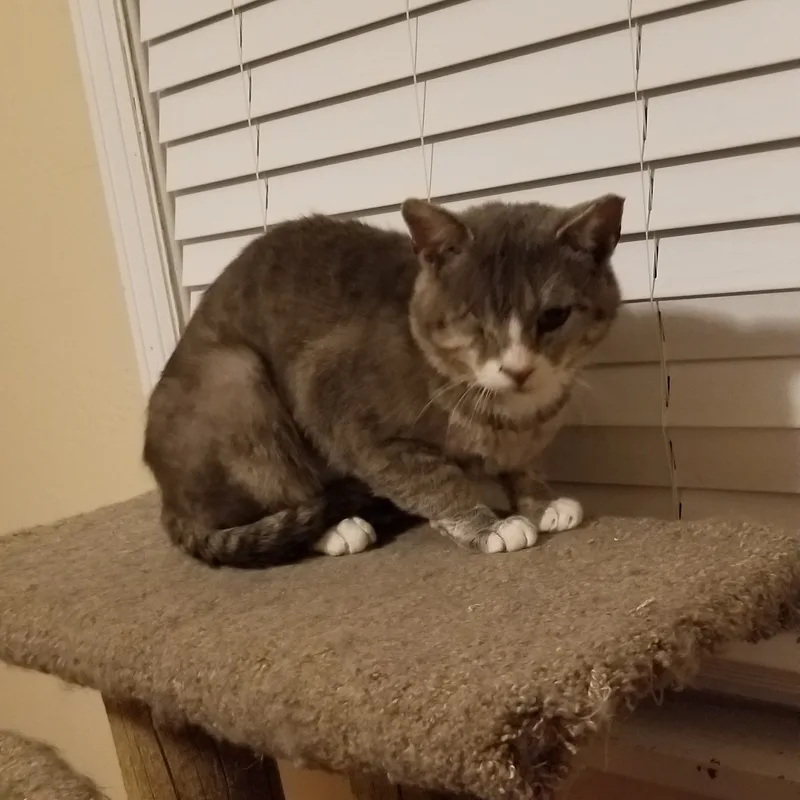 Bojangles thumbnail 3