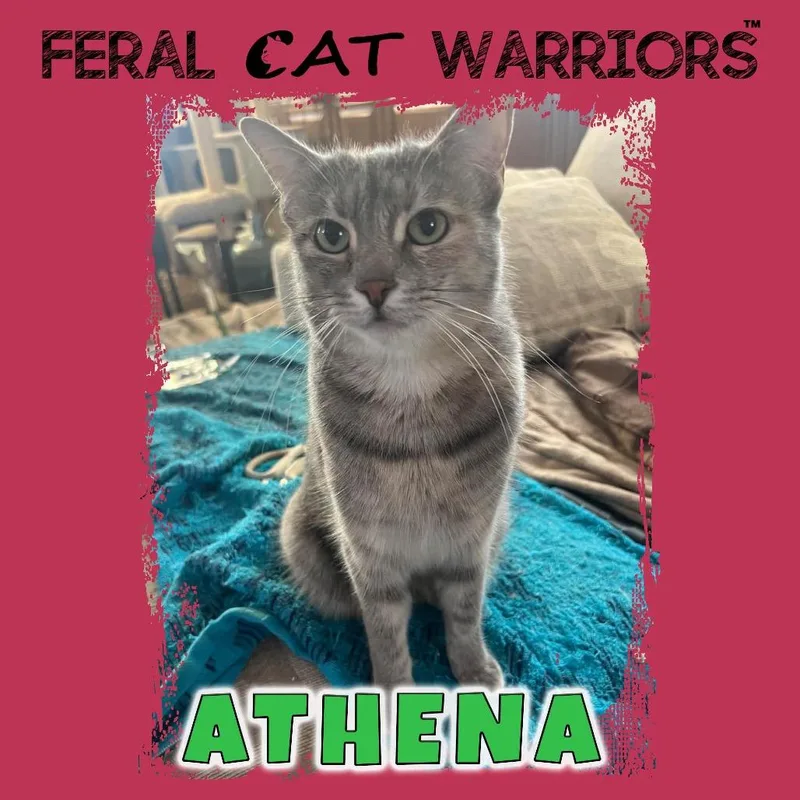 An adult small-sized female Gray / Blue / Silver Domestic Short Hair cat named Athena for adoption in Kingman, AZ