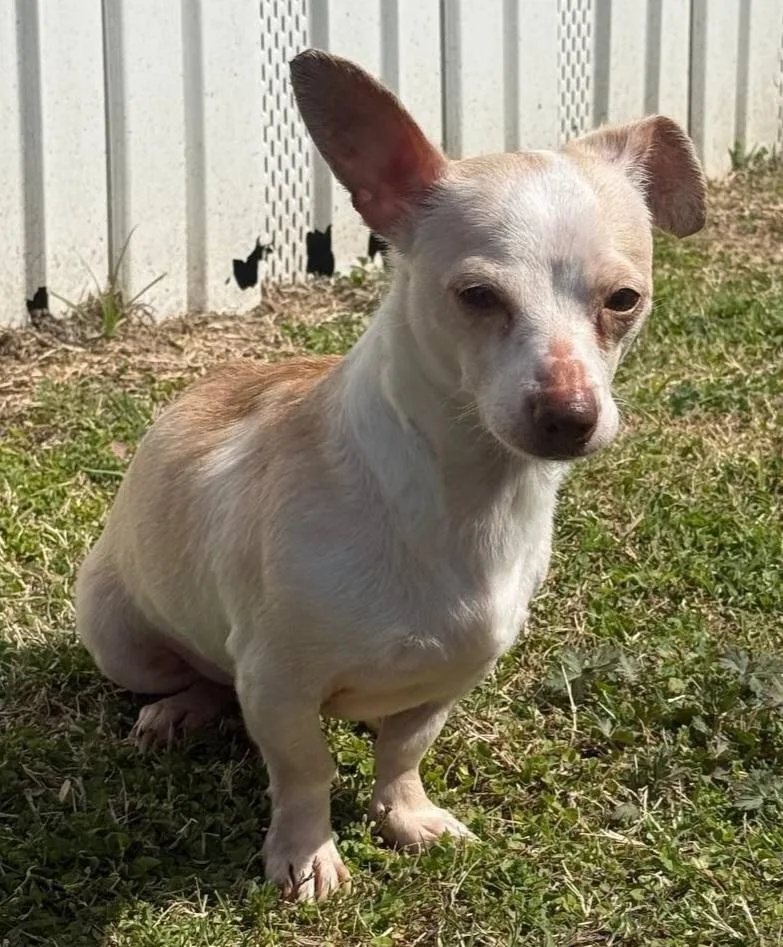 A young small-sized male Apricot / Beige Chihuahua dog named Groot for adoption in Macclesfield, NC