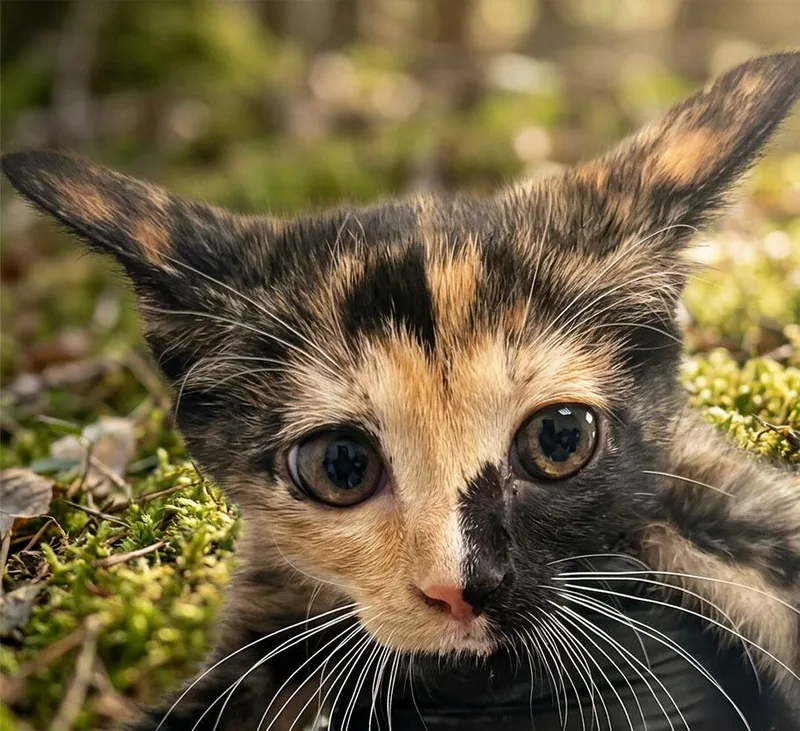A baby small-sized female Domestic Short Hair cat named Lady Bug for adoption in Lavonia, GA