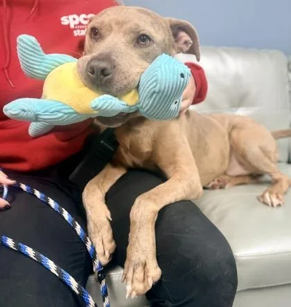 An adult large-sized male Mixed Breed dog named Cole for adoption in Cincinnati, OH