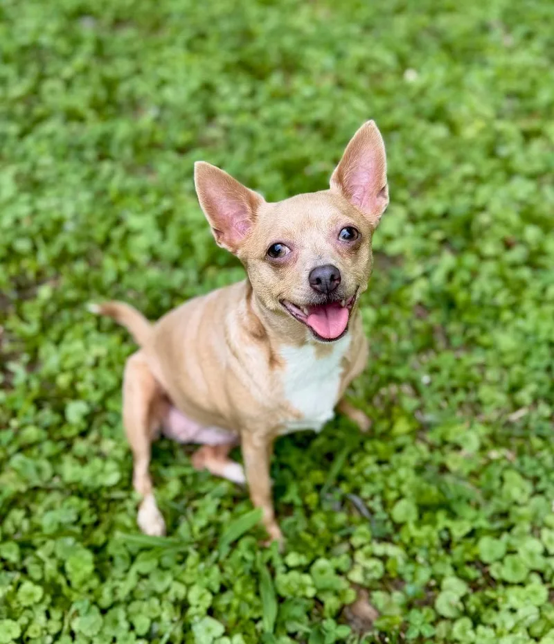 An adult small-sized female Chihuahua dog named Lady Bug for adoption in Princeton, MA