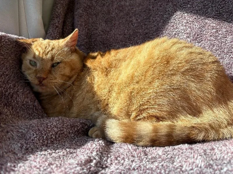 An adult medium-sized male Orange / Red Domestic Short Hair cat named Goldie for adoption in Warren, PA